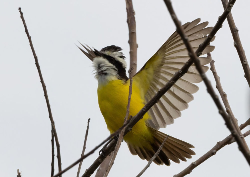 White-bearded Flycatcher. Photo: D. Ascanio.